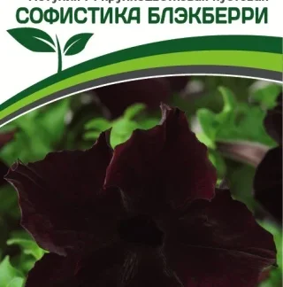 Петуния F1 крупноцветковая кустовая Софистика Блэкберри. Фасовка - 5 шт.