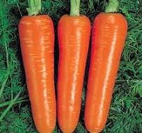Семена моркови "Шантане Ред Кор"(Unigen Seeds). Фасовка - 2 гр.