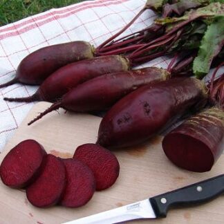 Свекла "Ренова"(Moravo Seeds). Фасовка - 2 гр.