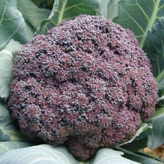 Брокколи "Миранда F1"(Moravo Seed). Фасовка - 10 шт.