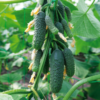 Огурец "Домани F1"(Kitano Seed). Фасовка - 5 шт.