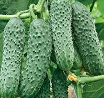Огурец "Кунак F1". Фасовка - 5 шт.