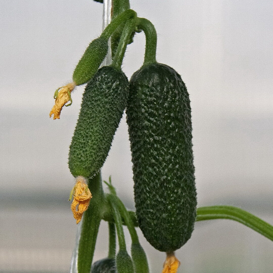 Семена огурца "Platon F1"(Greenomica). Фасовка - 5 шт.