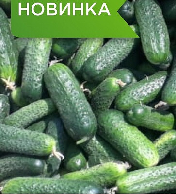 Огурец "Жозефино F1"(Seminis). Фасовка - 5 шт.