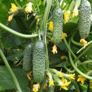 Огурец "Дакота F1"(Rijder Seeds). Фасовка - 5 шт.