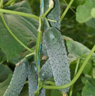 Огурец "Уран F1" (Sakata Seeds). Фасовка - 5 шт.