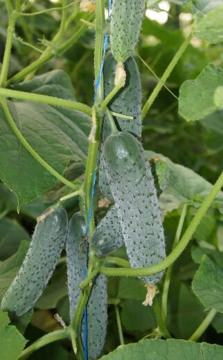 Огурец "Уран F1" (Sakata Seeds). Фасовка - 5 шт.