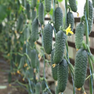 Огурец KS / КС 84 F1 (Сатоми F1) (Kitano Seeds). Фасовка - 5 шт.