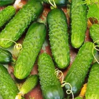 Огурец Меренга F1( Seminis).  Фасовка - 5 шт.