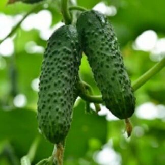 Огурец Герман F1(Seminis). Фасовка - 5 шт.