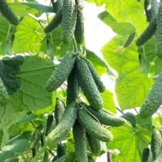 Огурец Каминари F1 ( Kitano Seeds).  Фасовка - 5 шт.