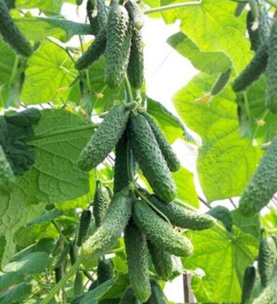 Огурец Каминари F1 ( Kitano Seeds). Фасовка - 5 шт.