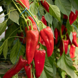 Перец сладкий "Барилла F1"(Rijeder Seeds). Фасовка - 5 шт.