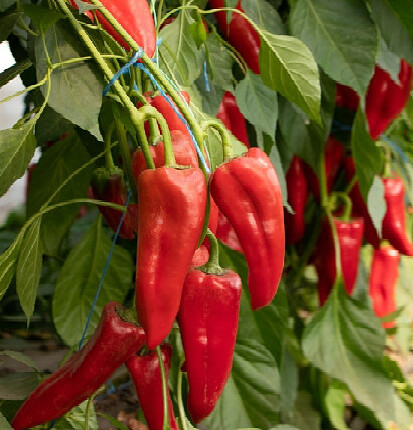Перец сладкий "Барилла F1"(Rijeder Seeds). Фасовка - 5 шт.