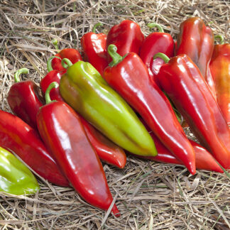 Перец "Шинако F1"(Kitano Seeds). Фасовка - 5 шт.