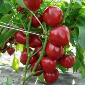 Семена сладкого перца "Думас"(Moravo Seeds). Фасовка-5 шт.