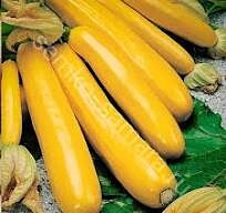 Кабачок "Ясмин F1"(Sakata Seeds). Фасовка - 5 шт.