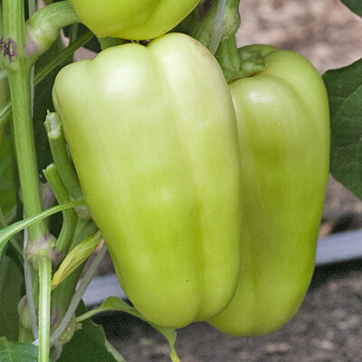 Перец "Долли F1"(Moravo Seeds). Фасовка - 5 шт.