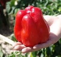 Перец "Гранова"(Moravo Seeds). Фасовка - 5 шт.