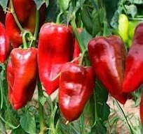 Перец сладкий "Фаст F1"(Sakata Seeds). Фасовка - 5 шт.
