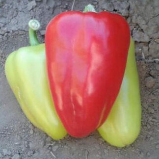 Перец сладкий "Бэст F1"(Sakata Seeds). Фасовка - 5 шт.