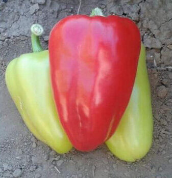 Перец сладкий "Бэст F1"(Sakata Seeds). Фасовка - 5 шт.