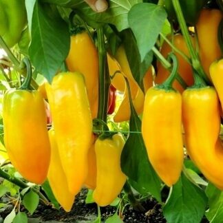 Перец "Камала F1"(Rijder Seeds). Фасовка - 5 шт.