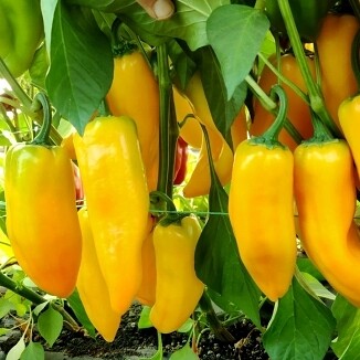 Перец "Камала F1"(Rijder Seeds). Фасовка - 5 шт.