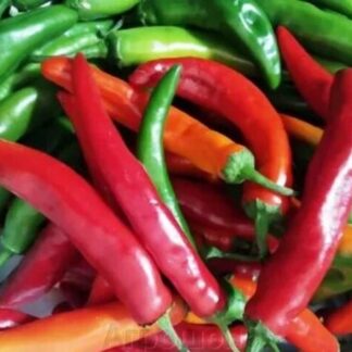 Перец Блэйд F1( Sakata Seeds).Фасовка - 5 шт.