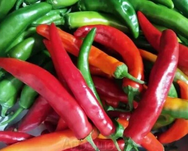 Перец Блэйд F1( Sakata Seeds).Фасовка - 5 шт.