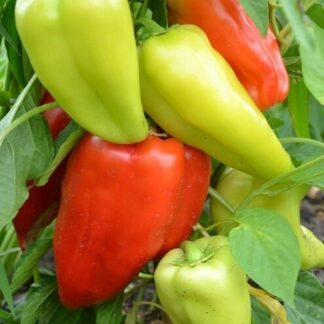 Перец Ариадни F1( Seminis). Фасовка - 5 шт.