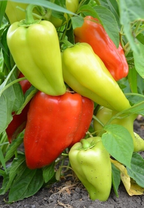 Перец Ариадни F1( Seminis). Фасовка - 5 шт.