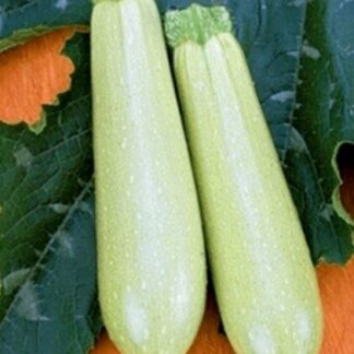 Кабачок Искандер F1(Seminis).  Фасовка - 5 шт.