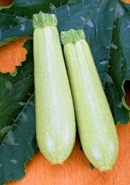 Кабачок Искандер F1(Seminis). Фасовка - 5 шт.