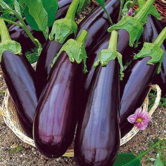 Баклажан Рома F1( Sakata Seeds). Фасовка - 10 шт.