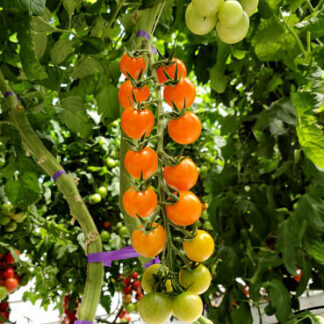 Томат "Оранж Пэбл F1" (Rijder Seeds). Фасовка - 5 шт.