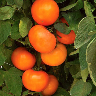 Томат "Голден Сет F1" (Global Seeds). Фасовка - 5 шт.