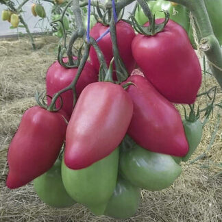 Томат "Пинк Хорн F1" (Rijeder Seeds). Фасовка - 5 шт.