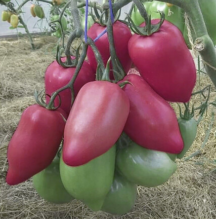 Томат "Пинк Хорн F1" (Rijeder Seeds). Фасовка - 5 шт.