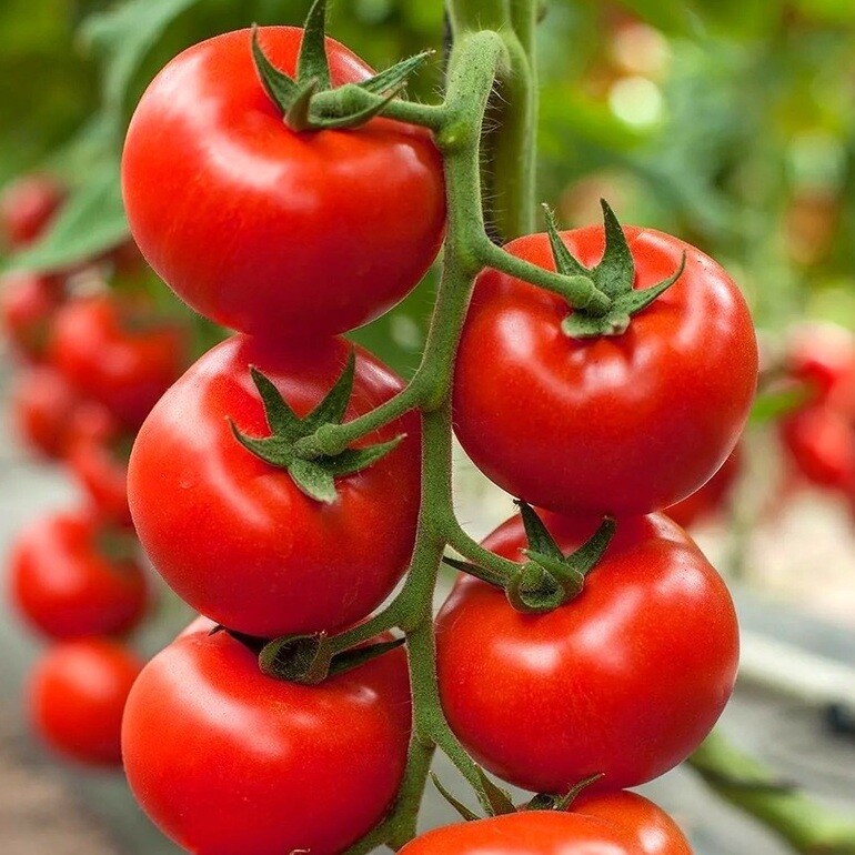 Томат "Козенца F1"(Rijeder Seeds). Фасовка - 5 шт.