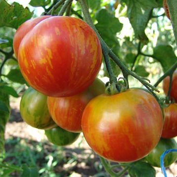 Томат "Дуо"(Moravo Seeds). Фасовка - 5 шт.
