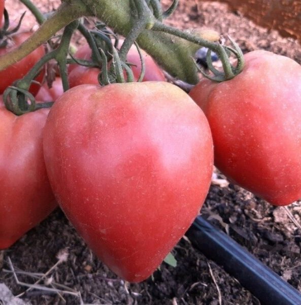 Семена томата "Окс Десерт F1"(Rider Seeds). Фасовка-5 шт.