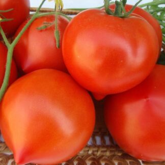Семена томата "Vasto F1"(Rider Seeds). Фасовка-5 шт.