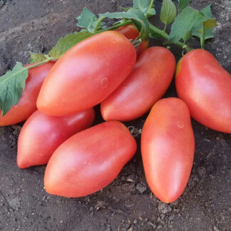 Семена томата "Сафайя F1"(Tashido Seeds). Фасовка - 5 шт.