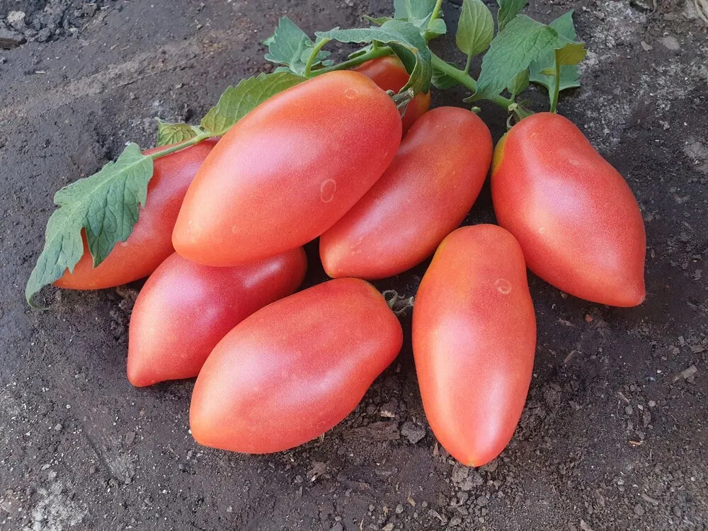 Семена томата "Сафайя F1"(Tashido Seeds). Фасовка - 5 шт.