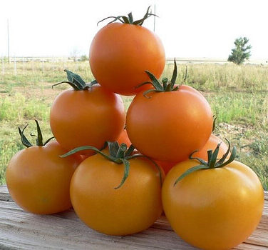 Семена томата "TI-169 F1"(Takii Seed), Фасовка - 5 шт.