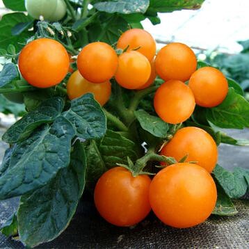 Томат "Венус F1"(Moravo Seed). Фасовка - 5 шт.