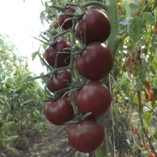 Томат "Чоко Бэби F1"(Rijder Seeds). Фасовка - 5 шт.