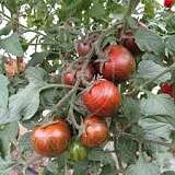 Томат "Куро Суджи F1"(Tashido Seed). Фасовка - 5 шт.