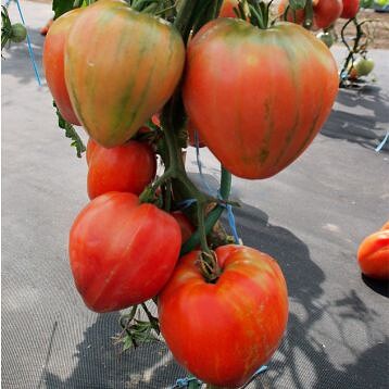 Томат "Геродес"(Moravo Seed). Фасовка - 5 шт.